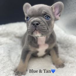 French Bulldog Puppies from Heaven Lee French Bulldogs