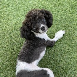 Lucy - Poodle