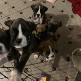 Boxer Puppies from Georgia Boxer Puppies