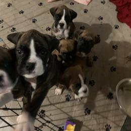 Boxer Puppies from Georgia Boxer Puppies