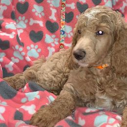 Poodles from Sound Side Standards