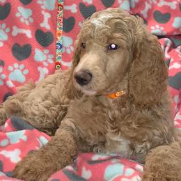 Poodles from Sound Side Standards