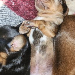 Girl 1 - Dachshund puppy in Pocahontas, Arkansas from Brasher-Davis Dachshunds