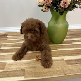 Red Nose - Red  male Poodle puppy in Mint Hill, North Carolina from DoodleForever