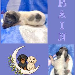 Rain Blue-Tan Dapple Pie - Dapple female Dachshund puppy in Tecumseh, Oklahoma from MoonBerry Miniature Dachshunds