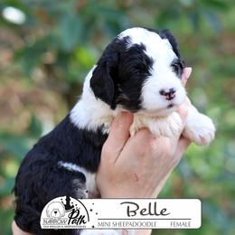 Belle - Black and white female Sheepadoodle puppy in Cleveland, Tennessee from Narrow Path Old English & Sheepadoodles