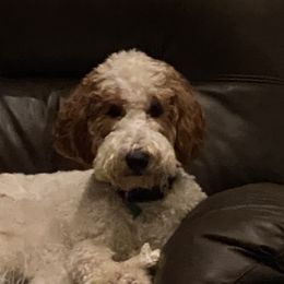 Daisy - Goldendoodle