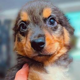 Hector - Blue merle male Miniature Australian Shepherd puppy in Punta Gorda, Florida from Christie's Creekside Aussies