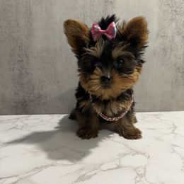 Barley - Black and gold female Yorkshire Terrier puppy in Maple Heights, Ohio from Yorkiesllc