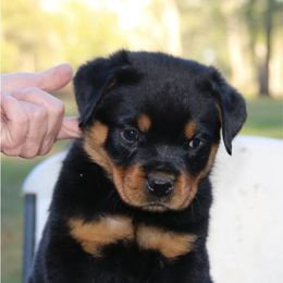 Rottweiler Puppies from Darkstarr Rottweilers