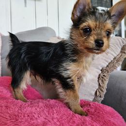Max - Black and gold male Yorkshire Terrier puppy in Myerstown, Pennsylvania from Rosanna's Yorkshire Terriers
