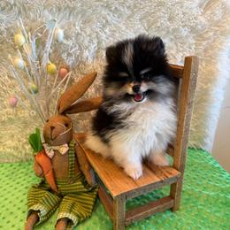 Willow - Black and tan parti female Pomeranian puppy in Success, Missouri from Sweet Success