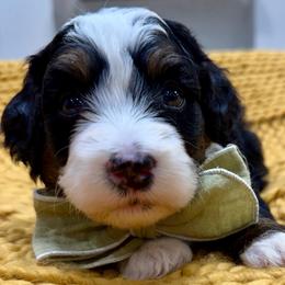 Brown collar boy - Tri-color male Bernedoodle puppy in Herriman, Utah from Rose Canyon Doodles