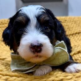 Brown collar boy - Tri-color male Bernedoodle puppy in Herriman, Utah from Rose Canyon Doodles