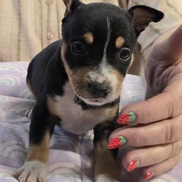 3 - Black tan and white female Rat Terrier puppy in Divide, Colorado from Outlaw Farm and Kennel
