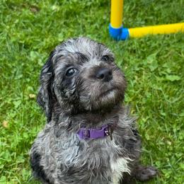 Purple boy - Merle male Goldendoodle puppy in Strattanville, Pennsylvania from Goldhaly Peach Doodles