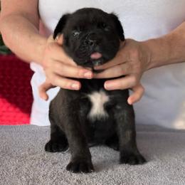 Purple Collar R - Black brindle male Cane Corso puppy in Paris, Texas from Knucklehead Cane Corso
