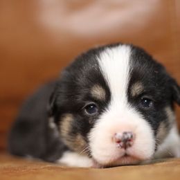 Pembroke Welsh Corgi Puppies from Ayers Acres Corgis