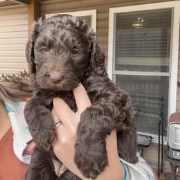 Goldendoodle Puppies from Dani’s Doodles