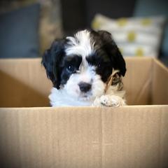 Cavachon, Cavalier King Charles Spaniel, and Cavapoo Puppies from Cavachon Love