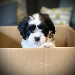 Cavachon, Cavalier King Charles Spaniel, and Cavapoo Puppies from Cavachon Love