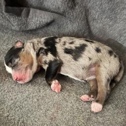 Girl 4 - Blue merle female Miniature Australian Shepherd puppy in Beaumont, Texas from Marsh Runner Aussies