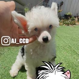 Chinese Crested puppies from FlowerCCD