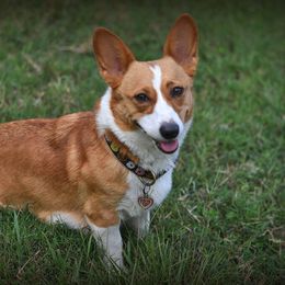 Josie - Pembroke Welsh Corgi