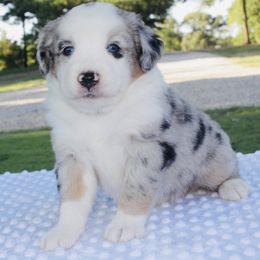 Lollipop - Blue merle Miniature Australian Shepherd puppy in Paris, Texas from Kuttin’ Up Mini Aussies