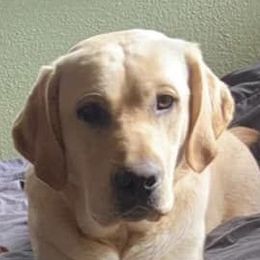 Walter - Labrador Retriever