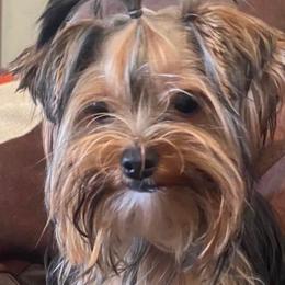 Yorkshire Terriers from Chino Hills Yorkies