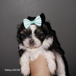 Ella - Tricolor female Shih Tzu puppy in Arcadia, Florida from Kitsune Cuddles and kisses