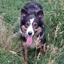 Ada - Border Collie