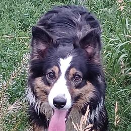Ada - Border Collie