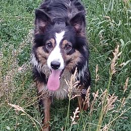 Ada - Border Collie
