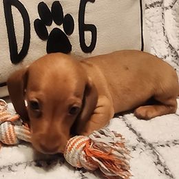 Lucy - Red female Dachshund puppy in Goodman, Missouri from Darling Dachshunds