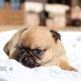 Fig - Black sabled fawn male Chihuahua puppy in Forsyth, Georgia from Brooks Grove Canines LLC