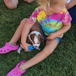 Nederlandse Kooikerhondje Puppies from Lenders Land