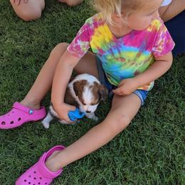 Nederlandse Kooikerhondje Puppies from Lenders Land