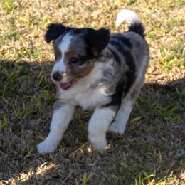 Sasha - Blue merle female Miniature American Shepherd puppy in Crowley, Texas from Nelson's Aussies and Aussiedoodles