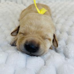 Golden Retriever and Labrador Retriever Puppies from Golden Bundles