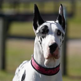 Great Danes from Kindred Spirit Danes