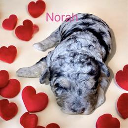 Norah - Merle female Goldendoodle puppy in North Branch, Michigan from Graceful Miniature Goldendoodles