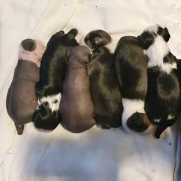 Chihuahua and Chinese Crested Puppies from Western Kentucky Chihuahua’s and Chinese Crested’s