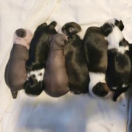 Chihuahua and Chinese Crested Puppies from Western Kentucky Chihuahua’s and Chinese Crested’s