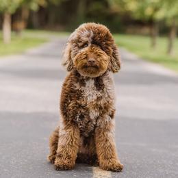 Cavapoo puppies from Sage & Paws Puppy co.