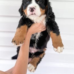 Bernedoodle, Bernese Mountain Dog, and Goldendoodle Puppies from Red Door Canines