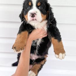 Bernedoodle, Bernese Mountain Dog, and Goldendoodle Puppies from Red Door Canines