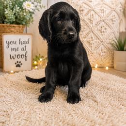 Remington - Black male Labradoodle puppy in Washington, Pennsylvania from Patriotic Poodles