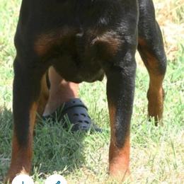 Ginger - Rottweiler